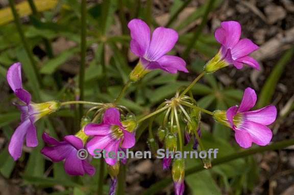 oxalis magnifica 2 graphic